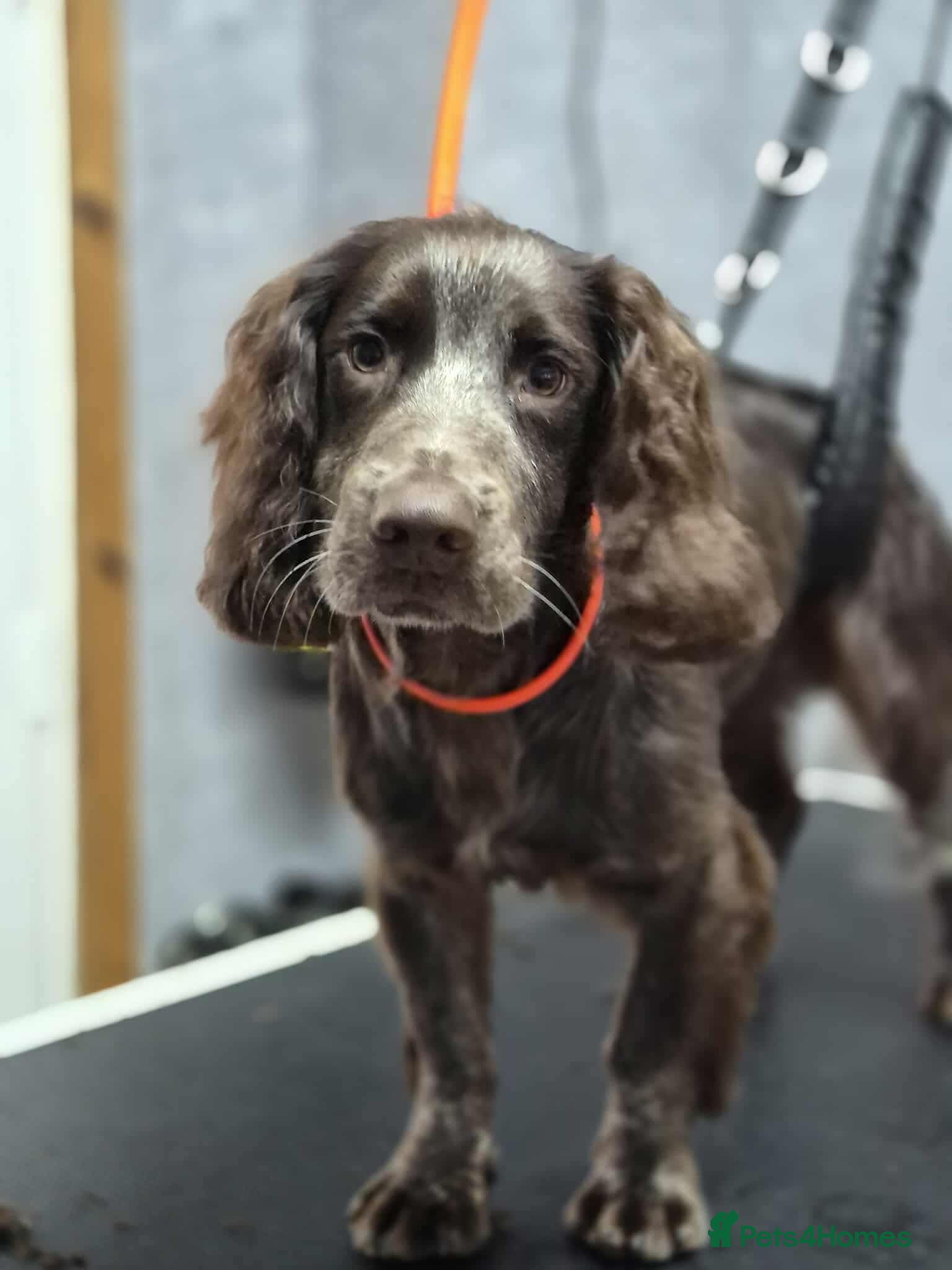 Sprocker dogs 10 month old sprocker spaniel  - Advert 1