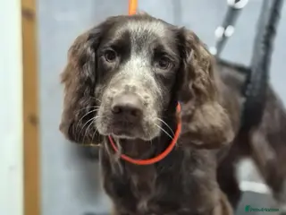 Sprocker dogs 10 month old sprocker spaniel - Advert 1