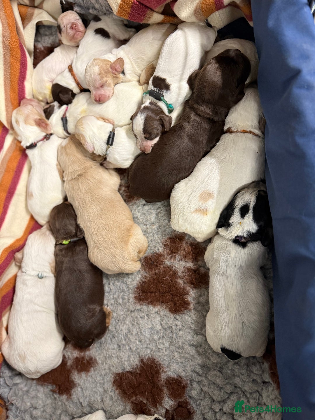 Cocker Spaniel dogs for sale: READY FOR NEW HOMES CAN LEAVE homes health tested  - Image 14