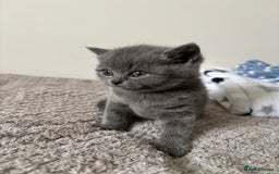 British Shorthair cats for sale: Chunky Lilac & blue bsh kittens  - Image 11