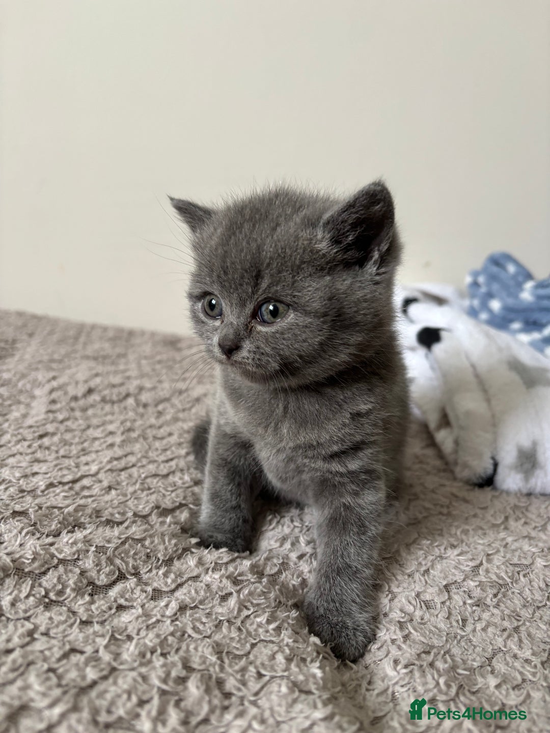 British Shorthair cats for sale: Chunky Lilac & blue bsh kittens  - Image 11