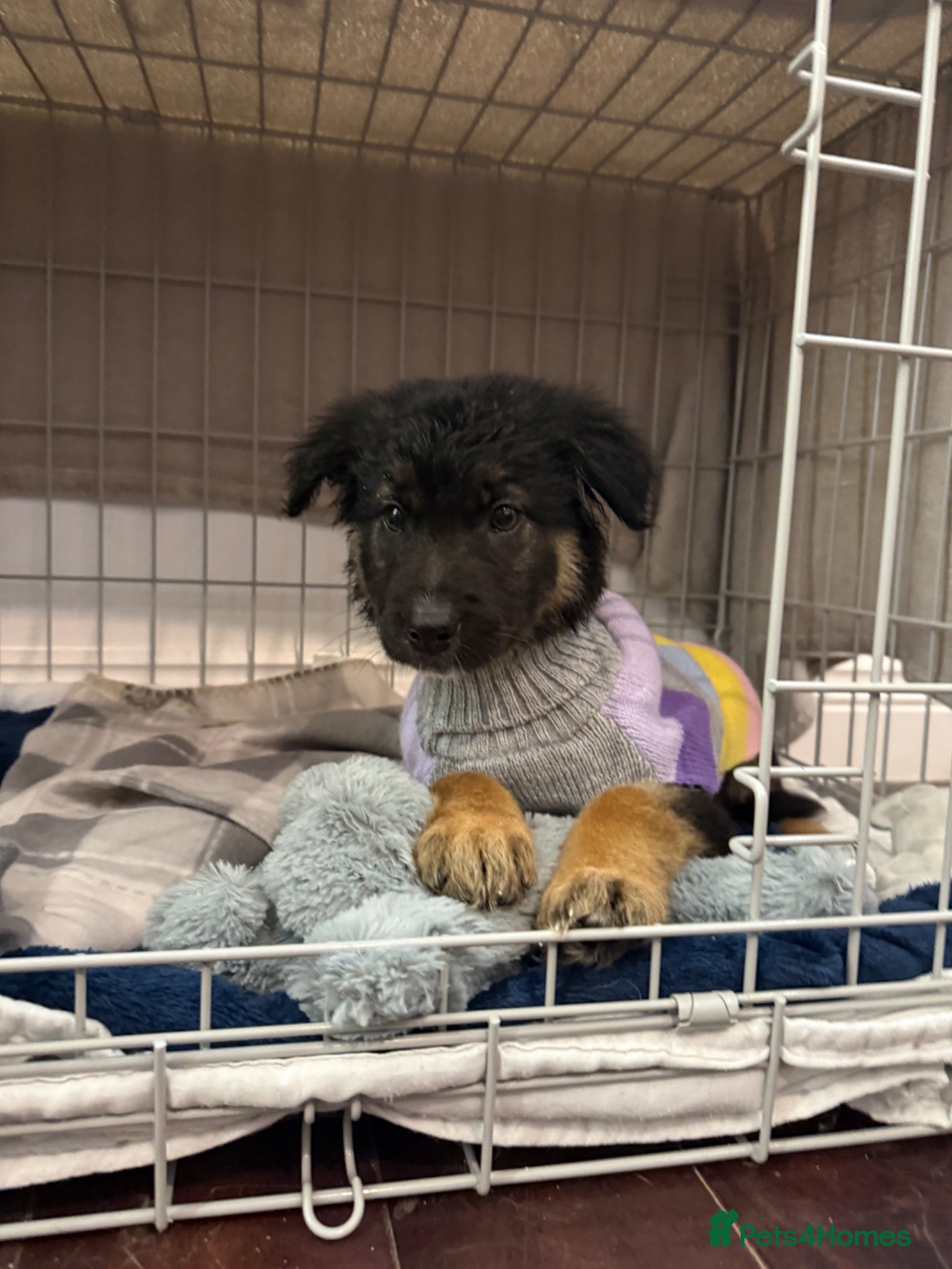 Mixed Breed dogs Storm - 4 month old GSD x collie girl  - Advert 1