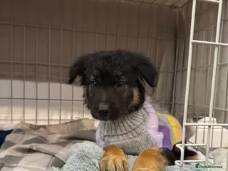 Mixed Breed dogs Storm - 4 month old GSD x collie girl - Advert 1