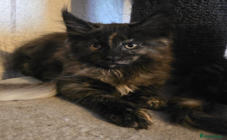 Maine Coon cats - Advert 13