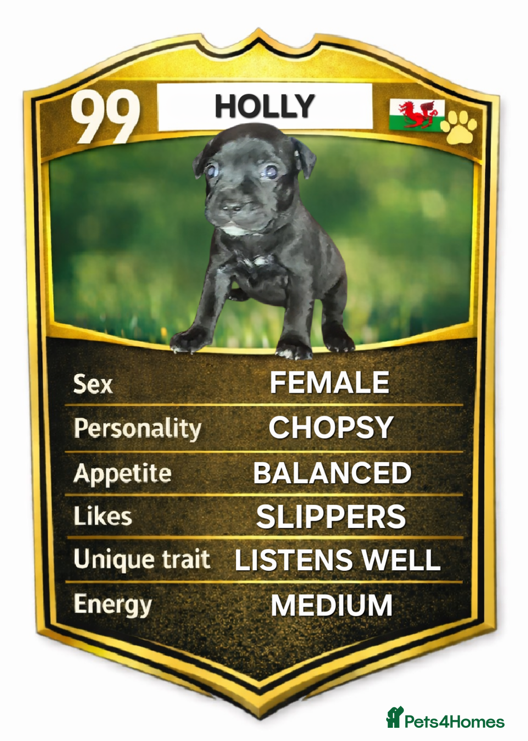 Staffordshire Bull Terrier dogs for sale: Exceptional Staffy Bull Terriers– Valglo Bloodline - Advert 7