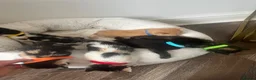 Mixed Breed cats for sale: Gorgeous playful kittens  - Advert 3