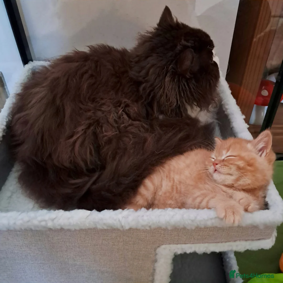 British Shorthair cats for sale: Registered Red boy - Advert 2