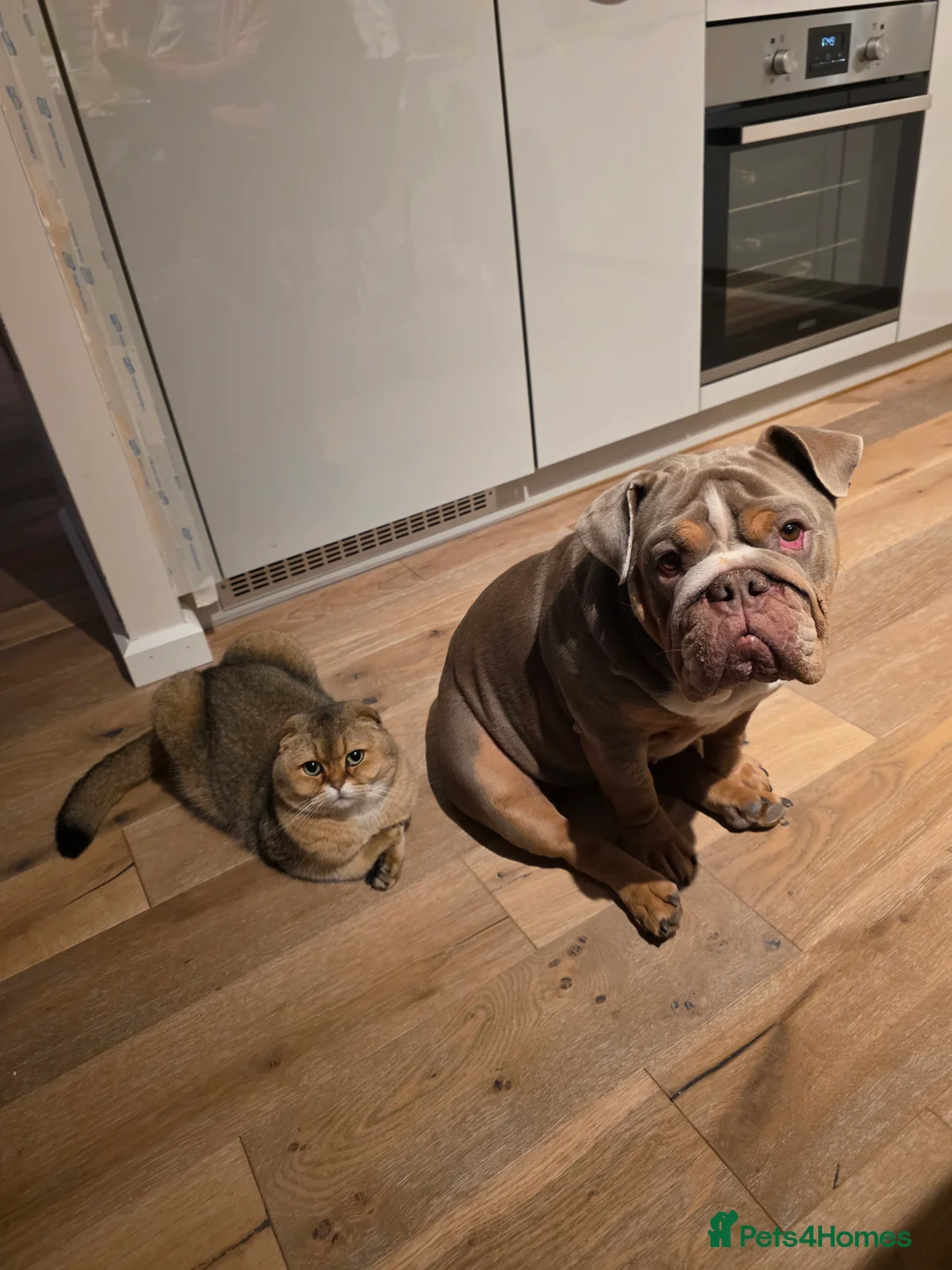 English Bulldog dogs for sale: English bulldog lilac female - Advert 7