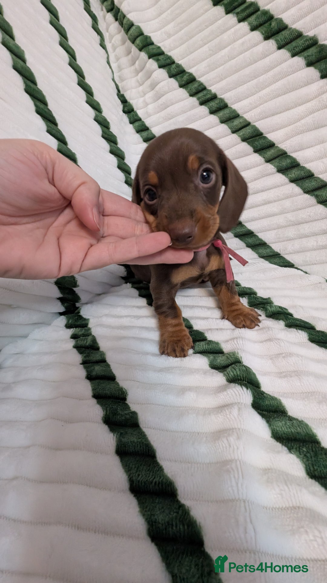 Miniature Dachshund dogs for sale: KC Reg miniature smooth hair daschund boy pups - Advert 19