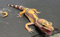 Gecko reptiles for sale: Baby leopard gecko  - Image 2