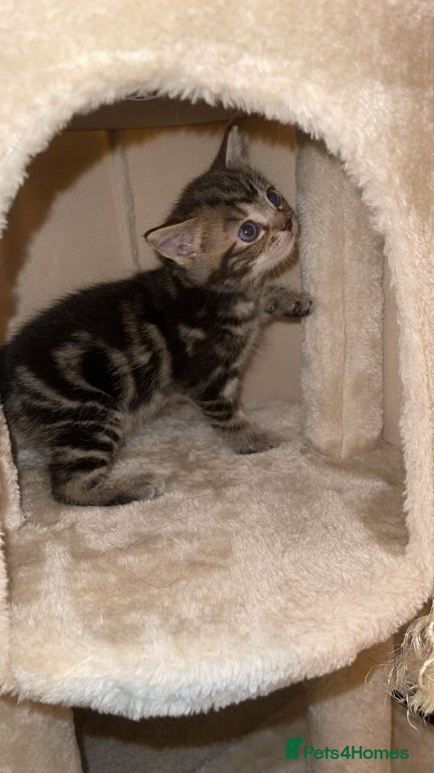 Ragdoll cats for sale: Two Lovely Kittens (3 Months) Half Ragdoll/Tabby in Birmingham - Advert 4