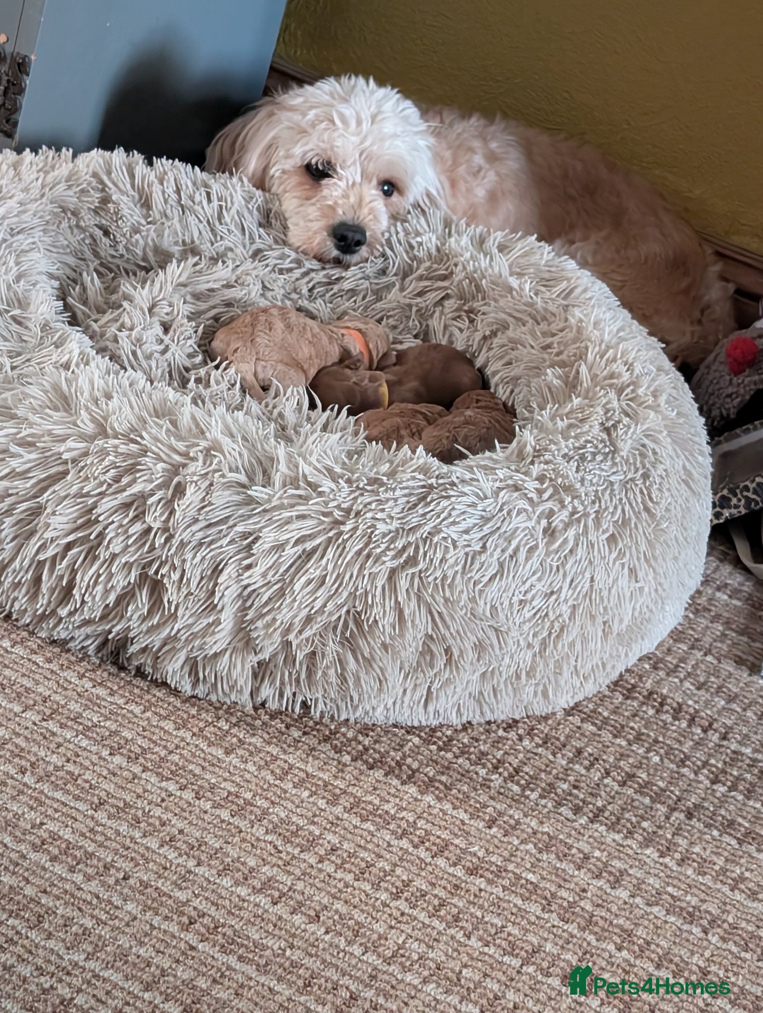 Cavapoo dogs F1b Cavapoo Puppies  - Advert 18