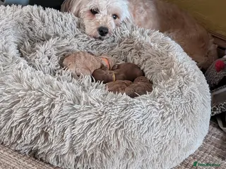 Cavapoo dogs F1b Cavapoo Puppies - Advert 18