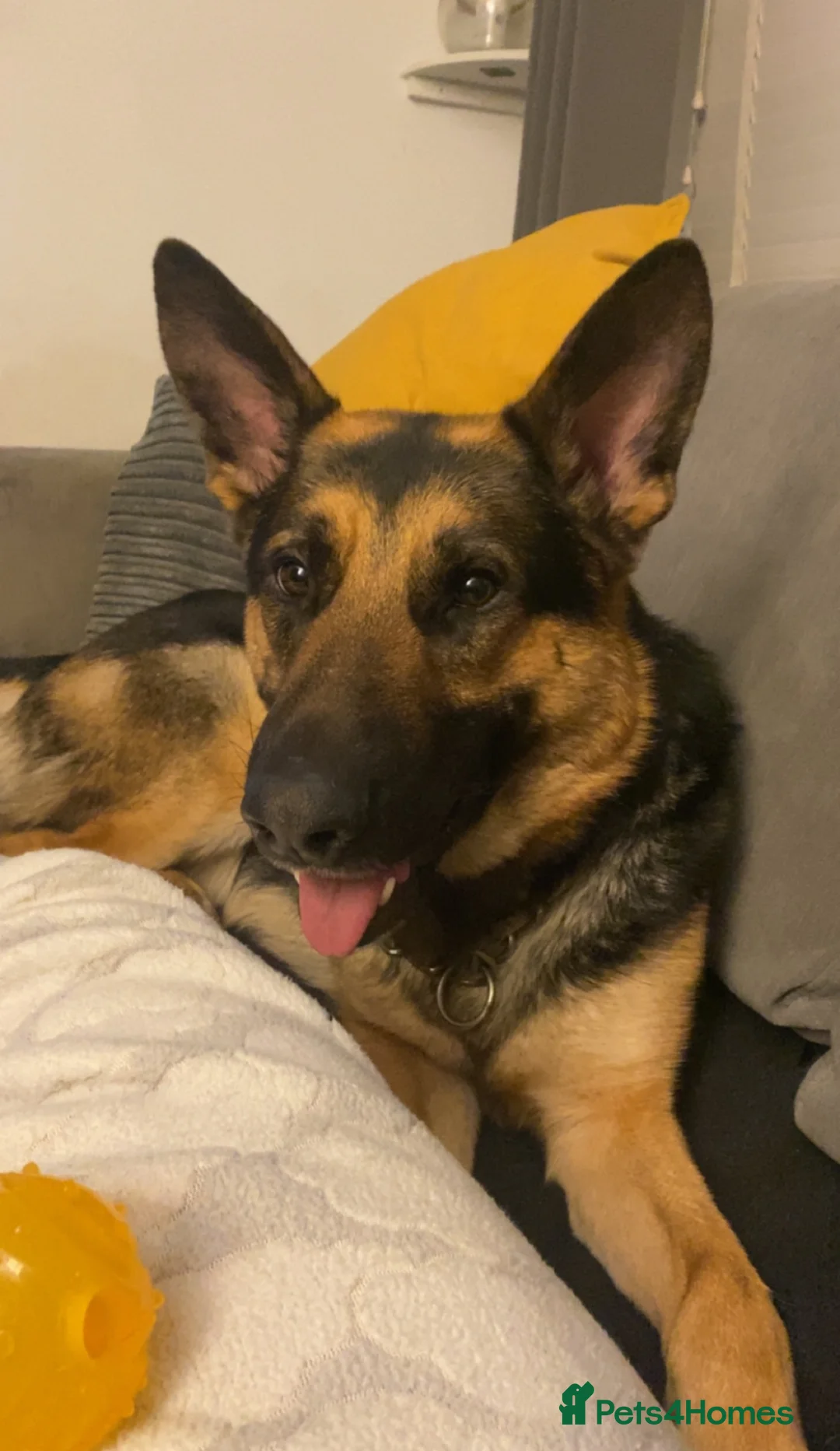German Shepherd dogs for sale: German shepherd  **  in Chichester - Advert 3