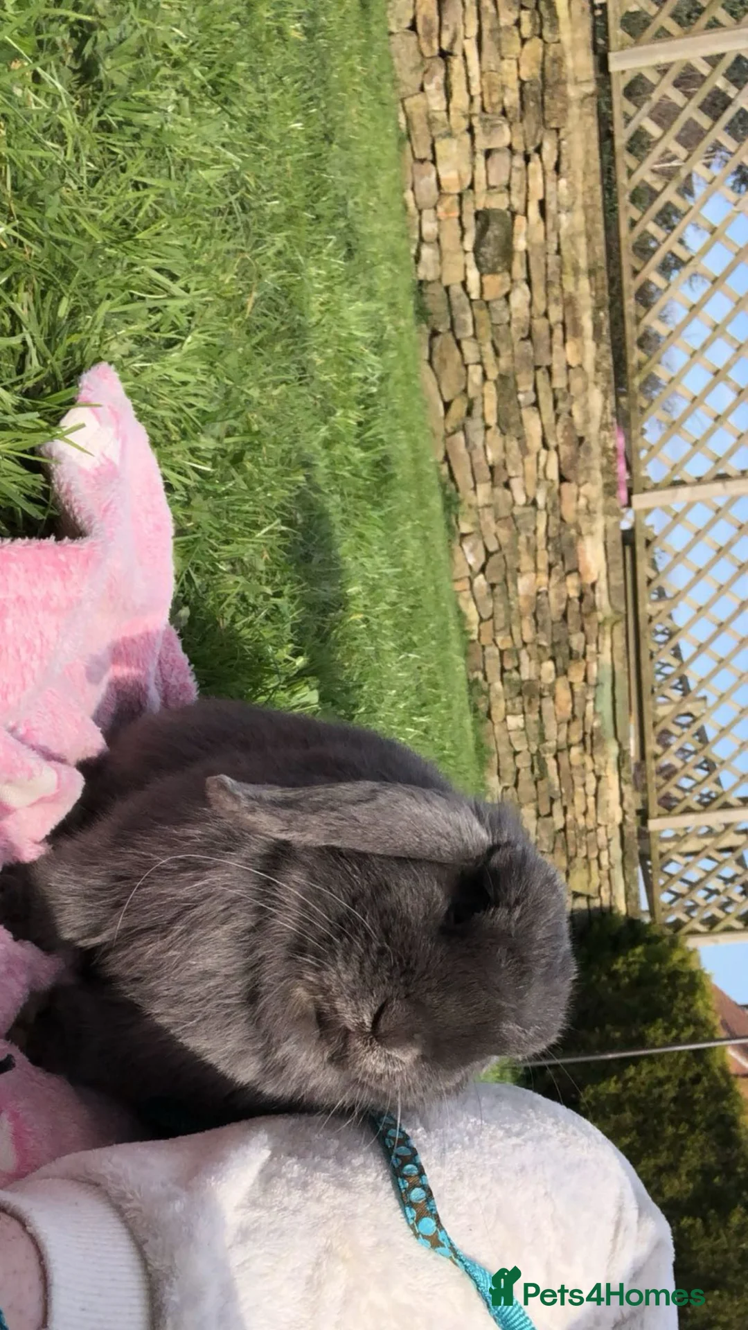 Mini Lop rabbits for sale: Beautiful male mini lop for sale  - Advert 2