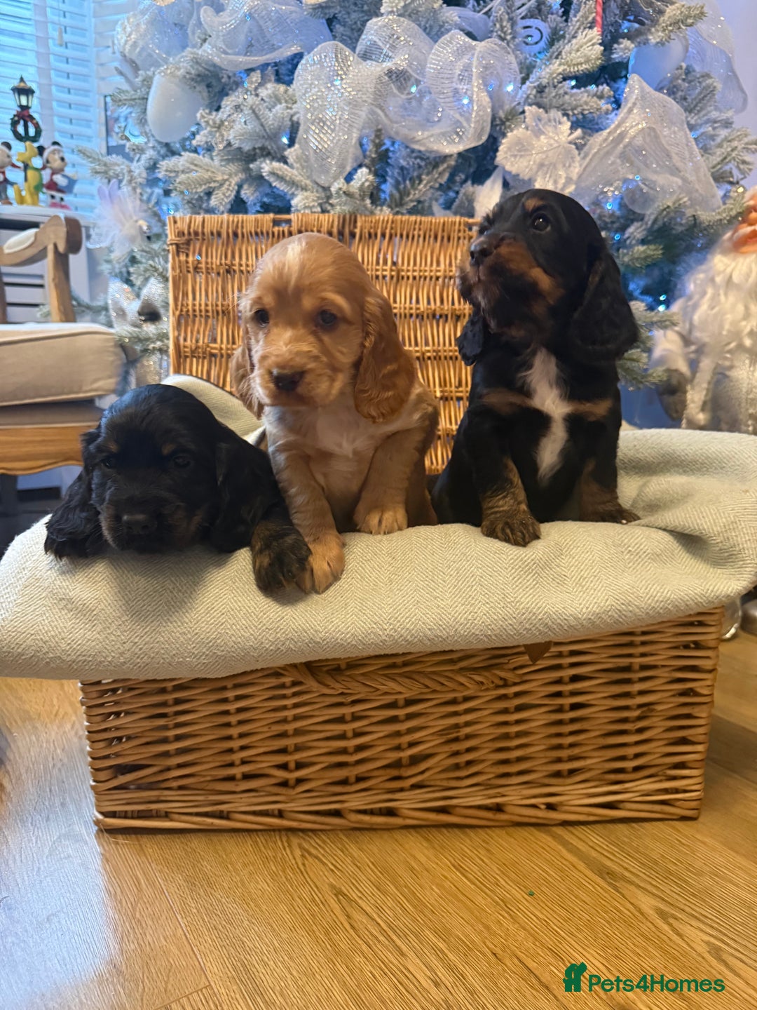 Cocker Spaniel dogs for sale: Working cocker spaniel puppies  - Advert 4