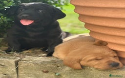 Labrador Retriever dogs for sale: One Beautiful Black Labrador Puppy Available - Image 11