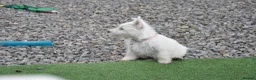 West Highland Terrier dogs for sale: West Highland terrier Puppy Girls - Advert 6