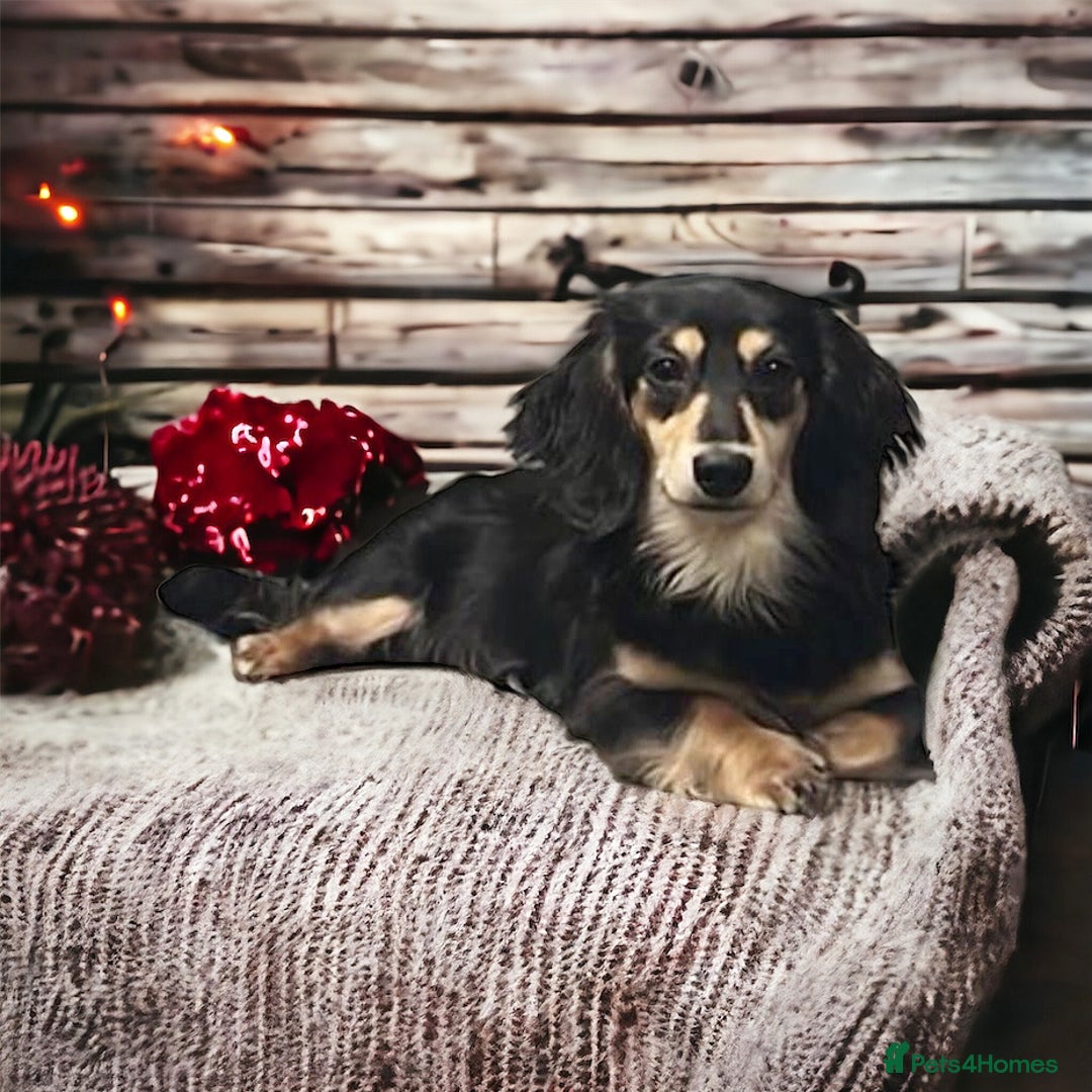 Miniature Dachshund dogs for stud: Black&Cream Miniature LongCoat (CarriesChoc) 3.9kg in Dalry - Image 11
