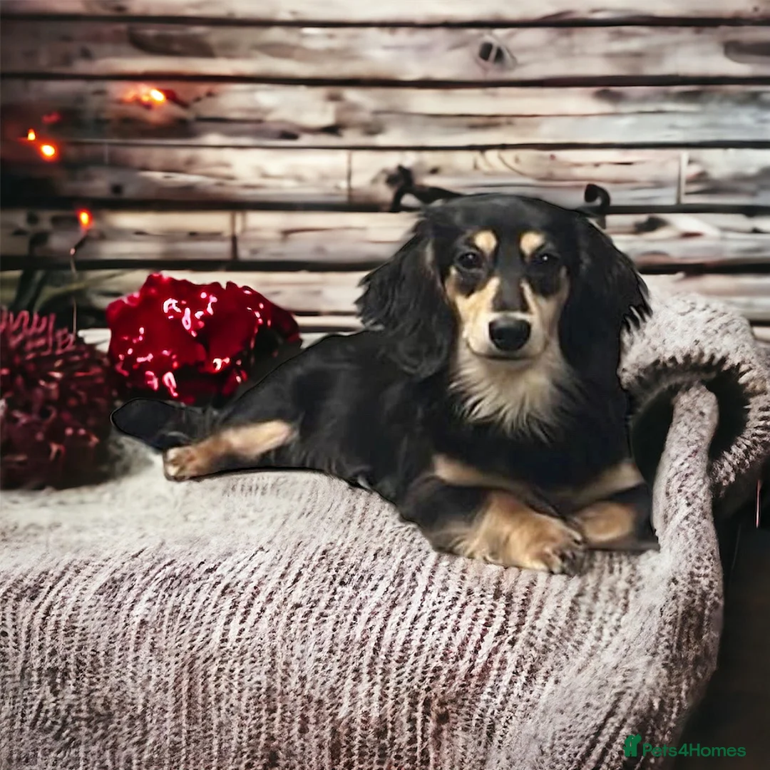 Miniature Dachshund dogs for stud: Black&Cream Miniature LongCoat (CarriesChoc) 3.9kg in Dalry - Advert 11