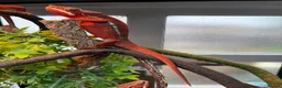 Chameleon reptiles for sale: Chameleons ambilobe - Advert 16