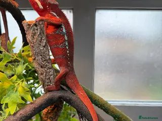 Chameleon reptiles Chameleons ambilobe - Advert 5