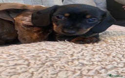 Miniature Dachshund dogs for sale: One beautiful Beautiful girl left  💜🐶  - Image 4