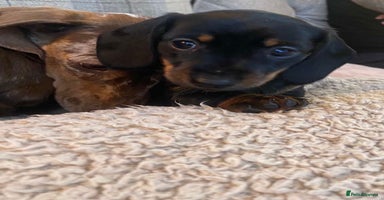 Miniature Dachshund dogs - Advert 2