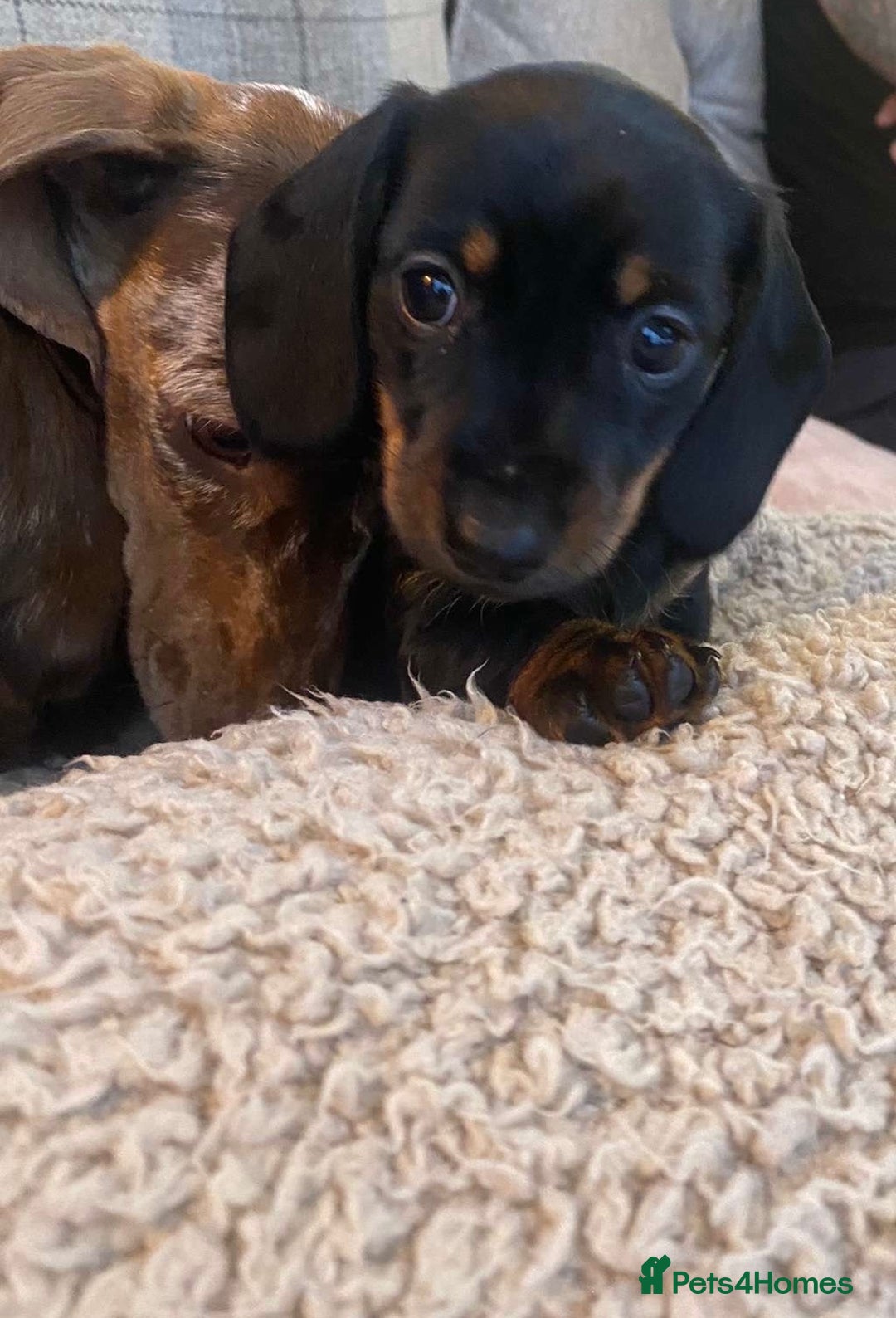 Miniature Dachshund dogs for sale: One beautiful Beautiful girl left  💜🐶  - Image 4