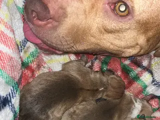Mixed Breed dogs Bully staffy pups - Advert 1