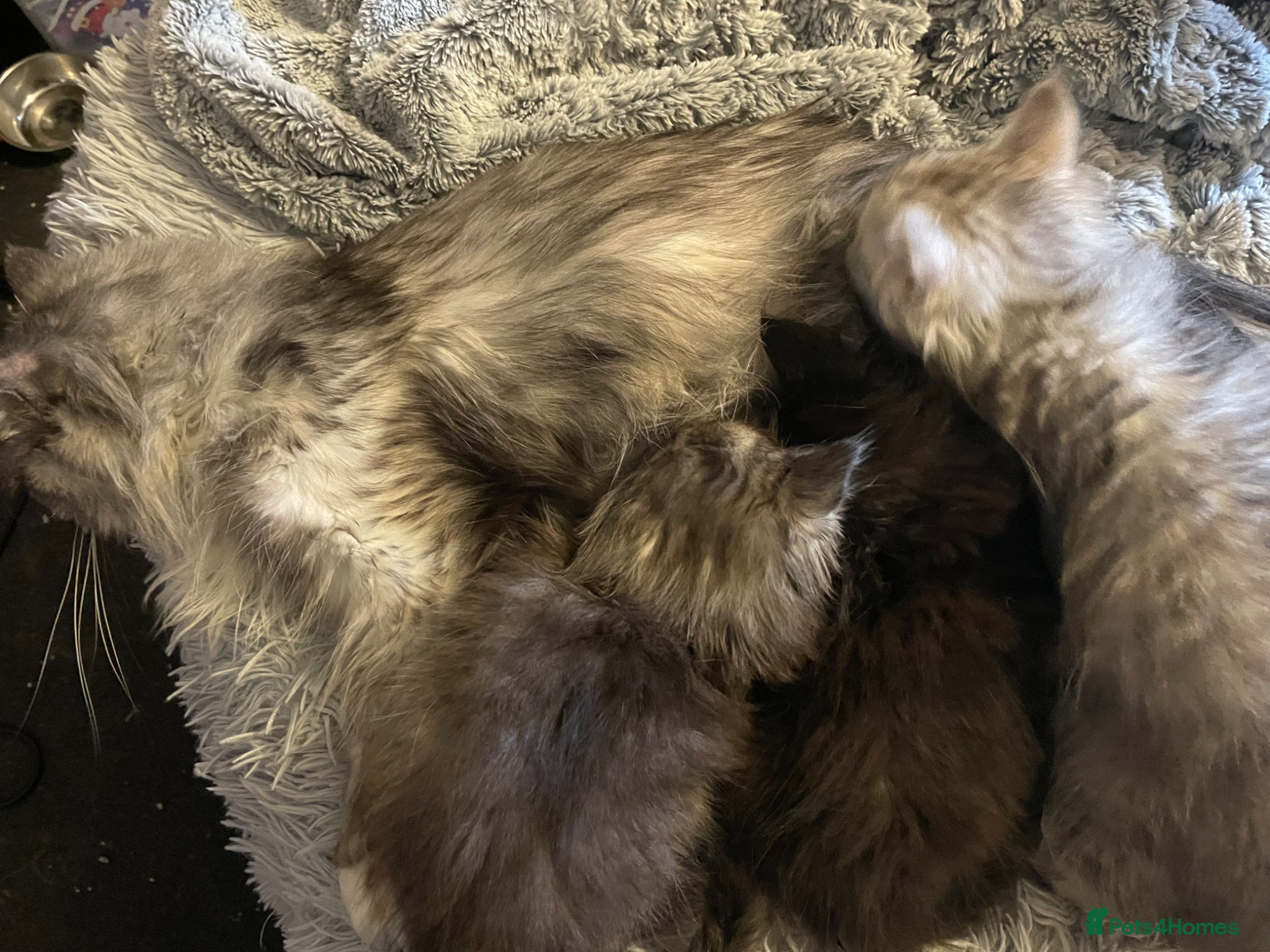 Mixed Breed cats Bundles of fluffy kittys - Advert 7