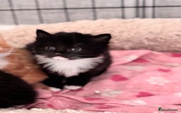 Mixed Breed cats for sale: Four beautiful mixed breed kittens - Image 4