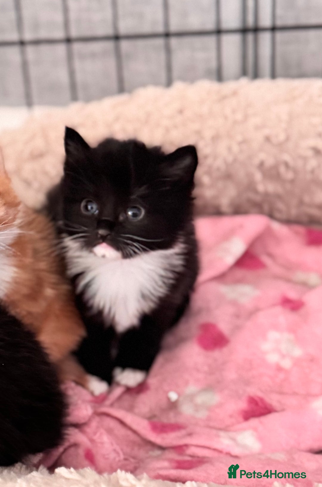 Mixed Breed cats for sale: Four beautiful mixed breed kittens - Image 4