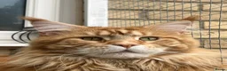 Maine Coon cats for sale: 2 beautiful Maine coon kittens - Advert 5