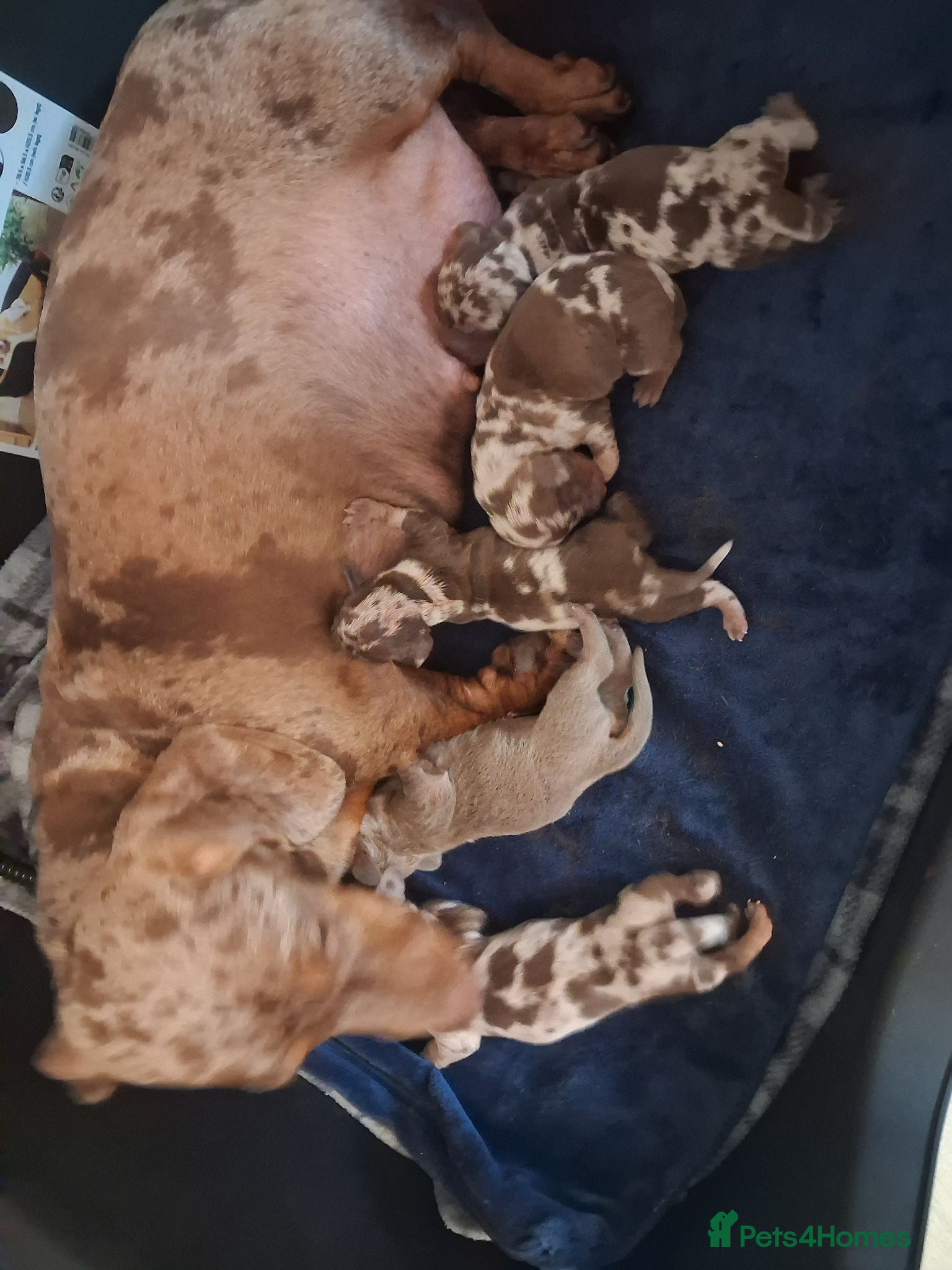 Miniature Dachshund dogs Minature daschunds puppys  - Advert 1
