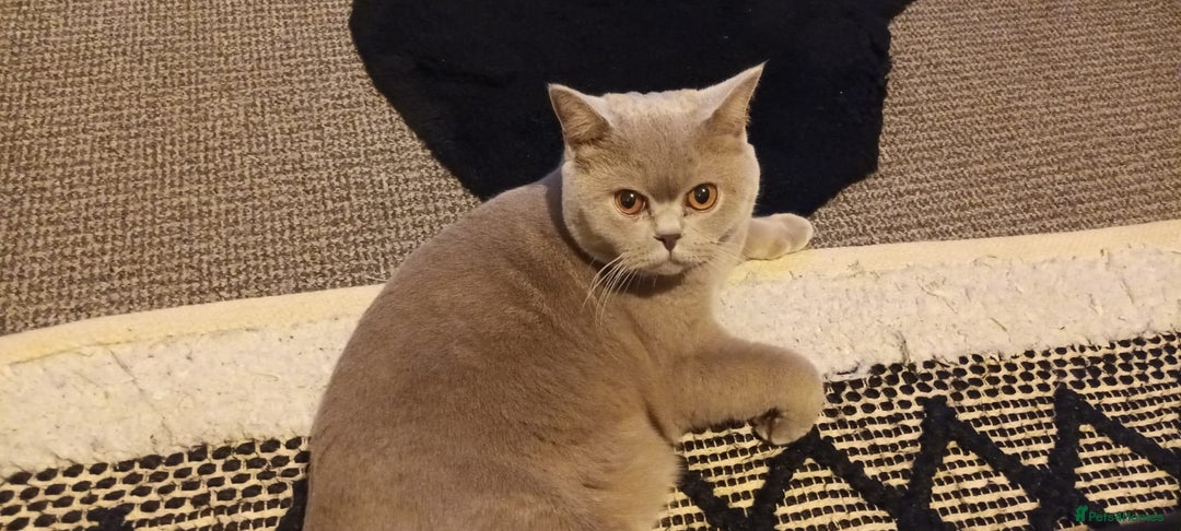 British Shorthair cats for sale: championship bloodline BSH Tica Active Registered  - Advert 4