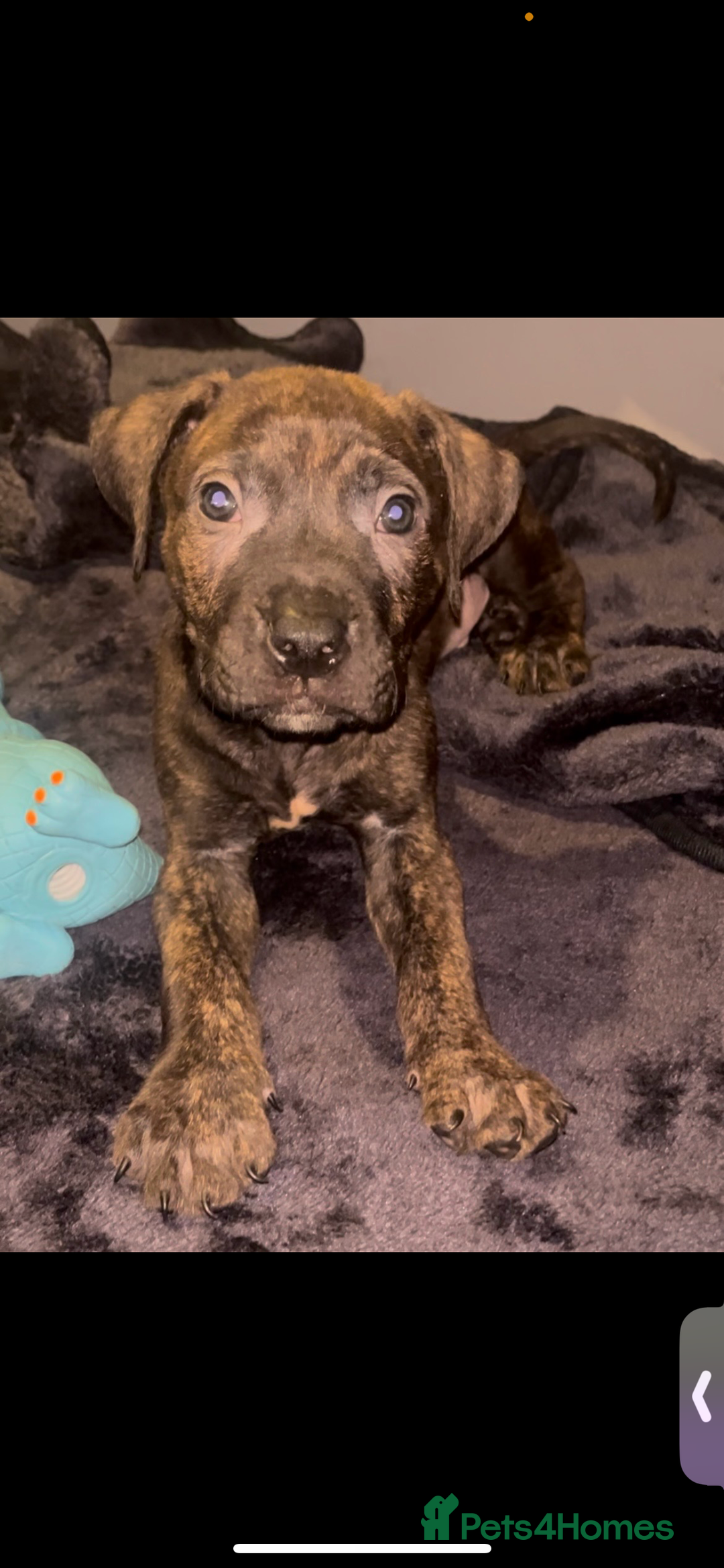 Presa Canario dogs for sale: Beautiful presa canario puppies!! - Advert 8