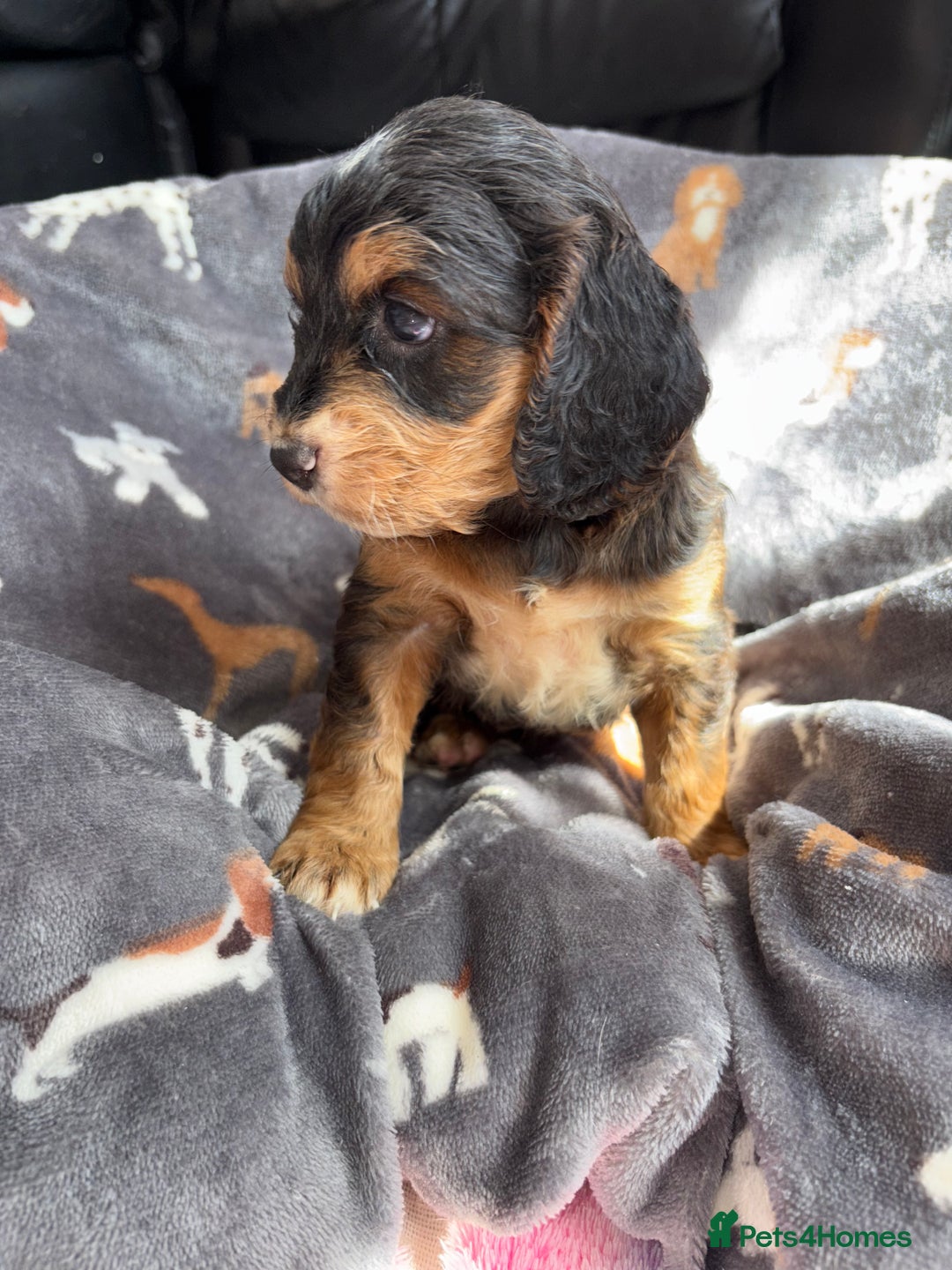 Cockapoo dogs for sale: 8 gorgeous little cockapoo puppies for sale - Image 8