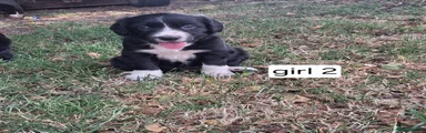 Mixed Breed 5