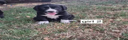 Mixed Breed dogs for sale: Beautiful Sprollies  - Advert 22