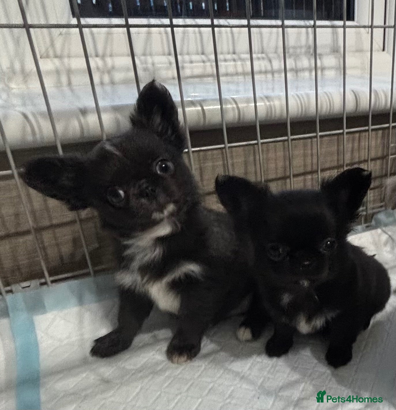 Chihuahua dogs for sale: Long coat chihuahua  - Advert 1