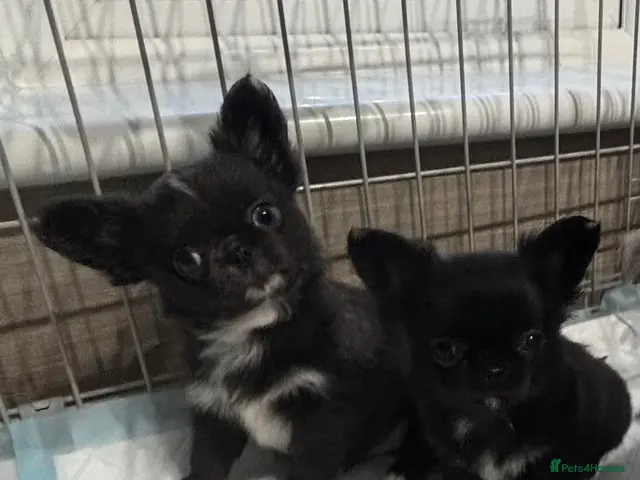 Chihuahua dogs for sale: Long coat chihuahua - Advert 1