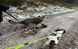 French Bulldog dogs for sale: Ziggy French bulldog  - Image 3