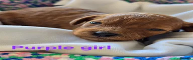 Purple girl