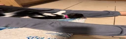 Mixed Breed cats for sale: 5 BBSH x mixed kittens black white grey - Advert 15