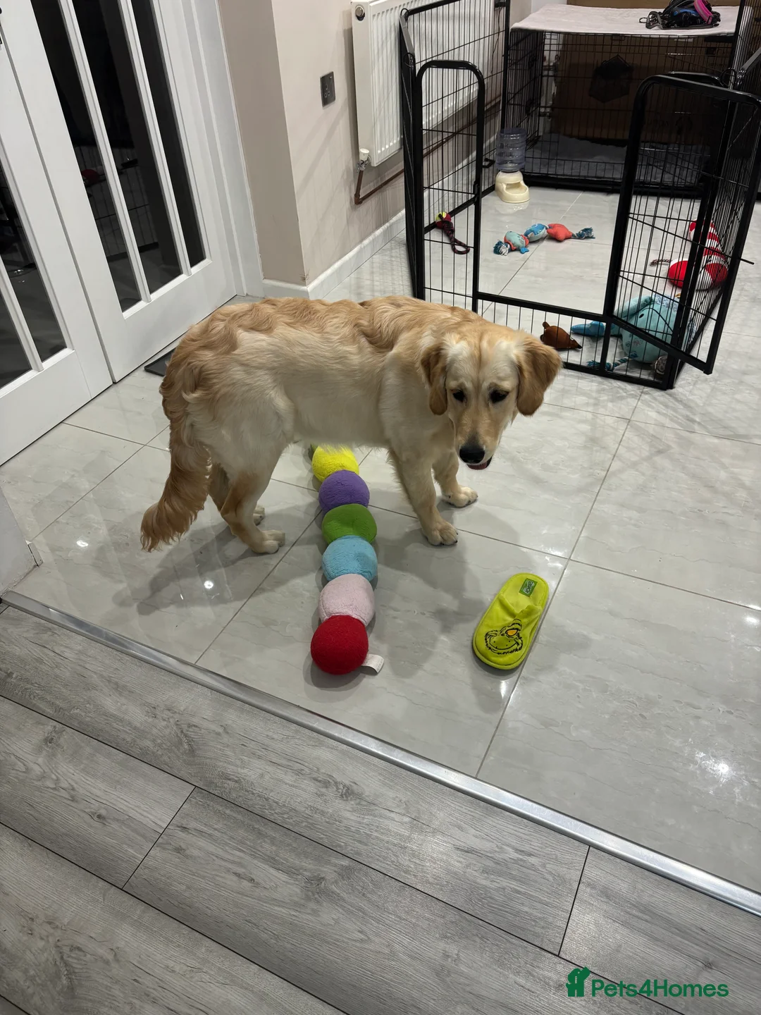 Golden Retriever dogs for sale: KC reg 7 months old Golden Retriever girl - Advert 9