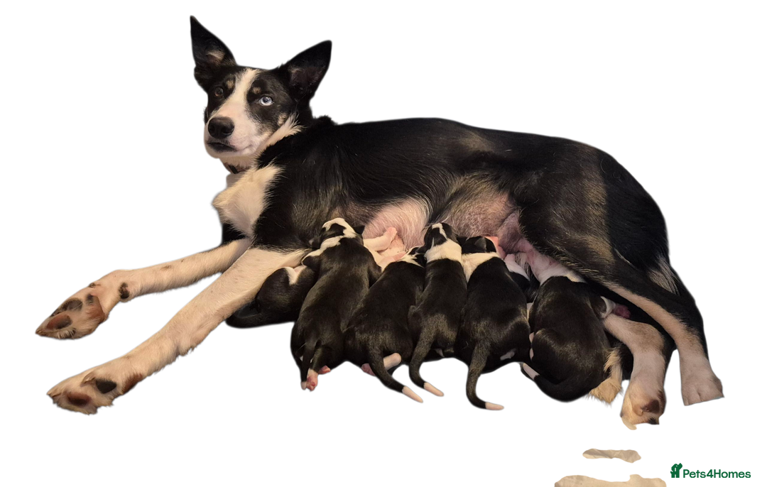 Welsh Collie dogs for sale: 3 collie puppys looking for there forever homes  - Image 2