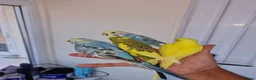 Budgerigars birds for sale: Super silly hand tamed baby budgies  - Advert 21