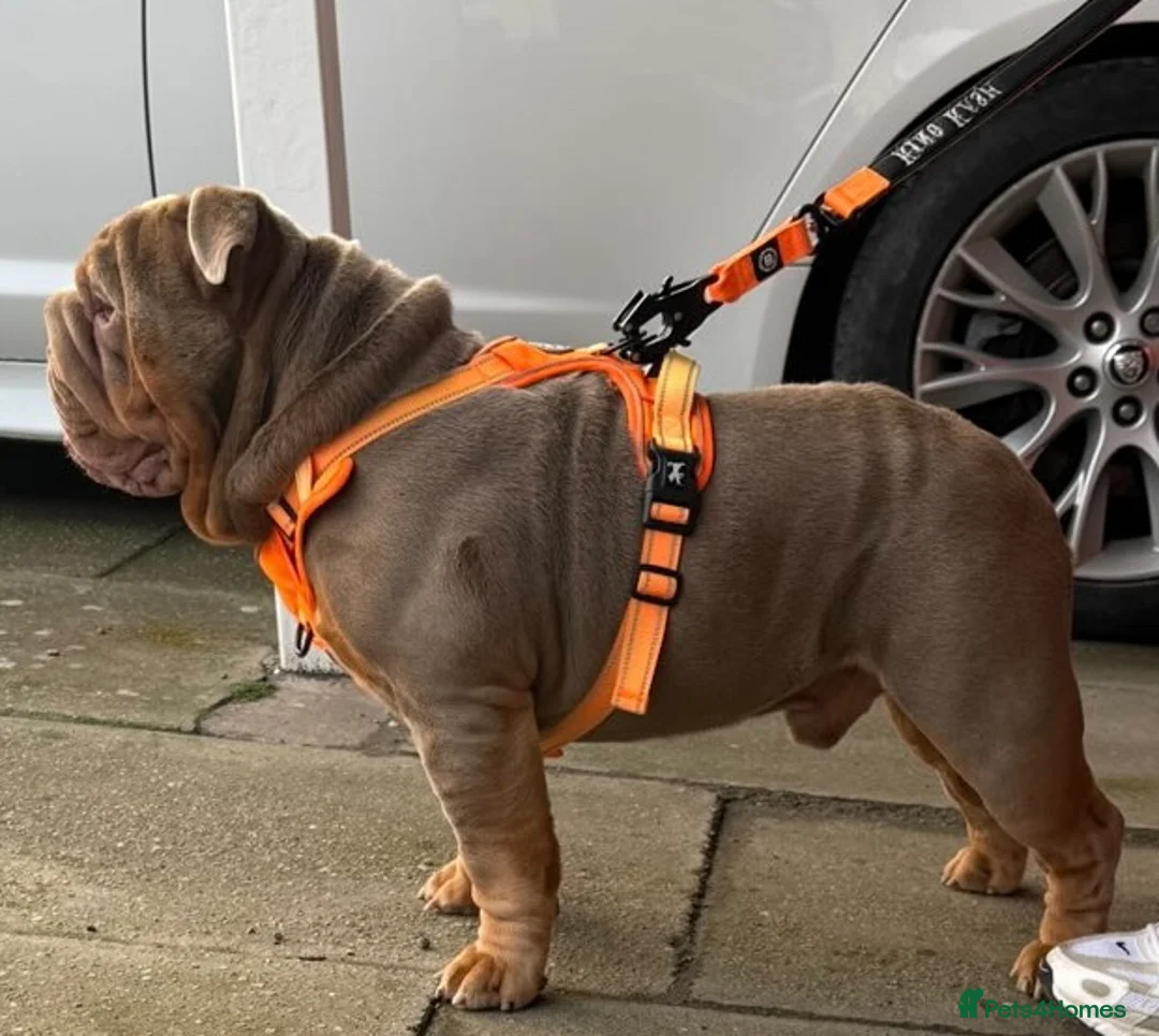 English Bulldog dogs for stud: Fully Suited Lilac & Tan  - Advert 1