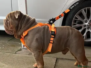 English Bulldog dogs Fully Suited Lilac & Tan - Advert 24